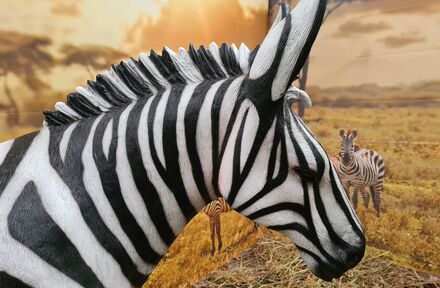 Afrika - enkele leuke projectjes op een rijtje - Foto 1